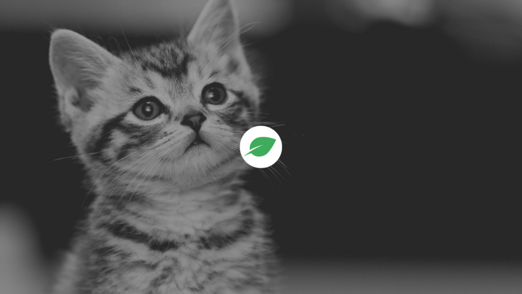 Chia token naming cats