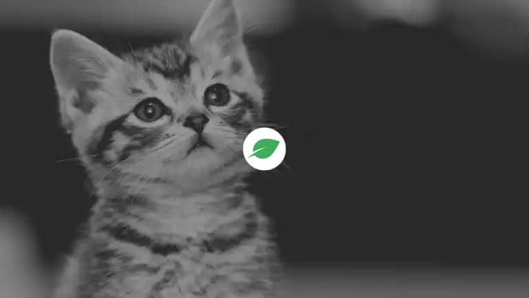 Chia token naming cats